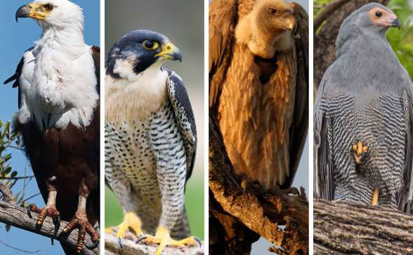 Predators of the Air Predators of the Air