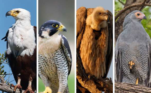 Predators of the Air Predators of the Air