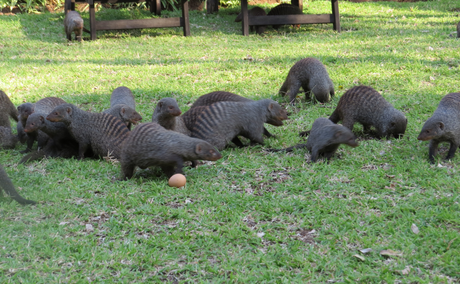 Banded Mongooses eating eggs at Needles Lodge