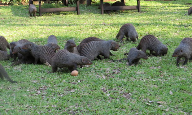 Banded Mongooses eating eggs at Needles Lodge