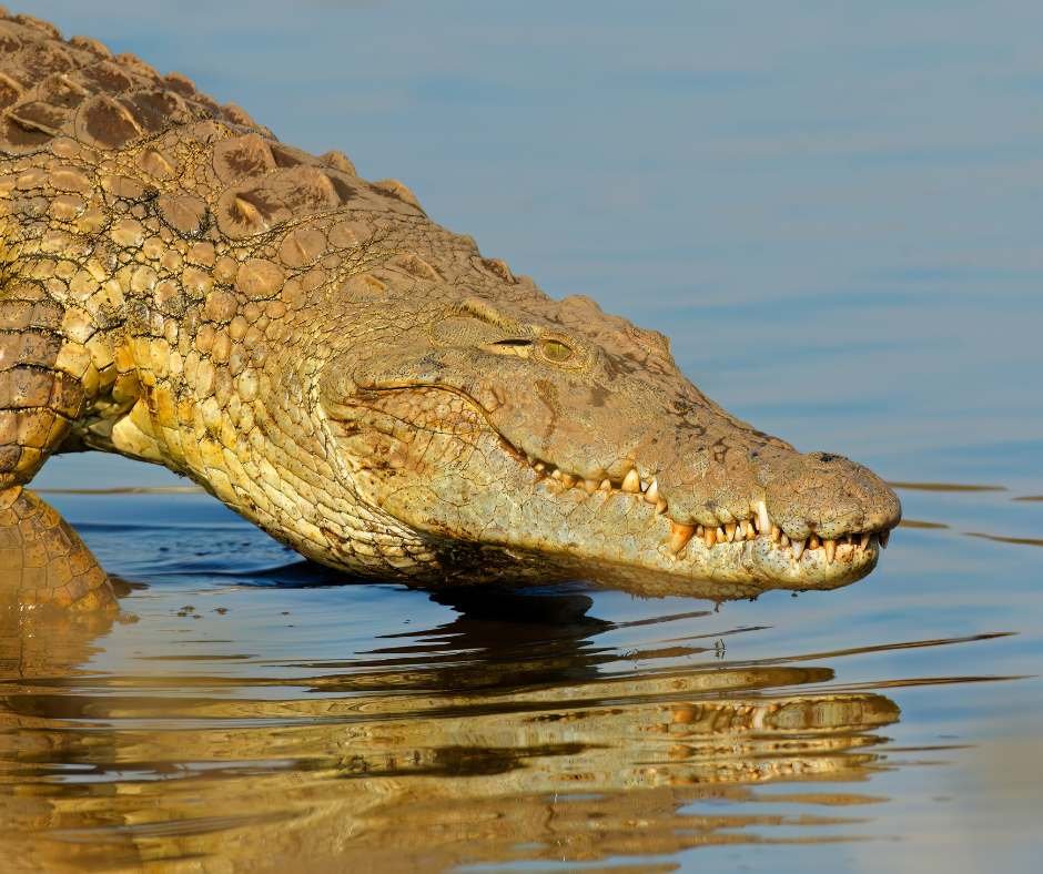 Big nile crocodile hot sale