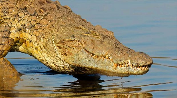 Nile Crocodile waling into water