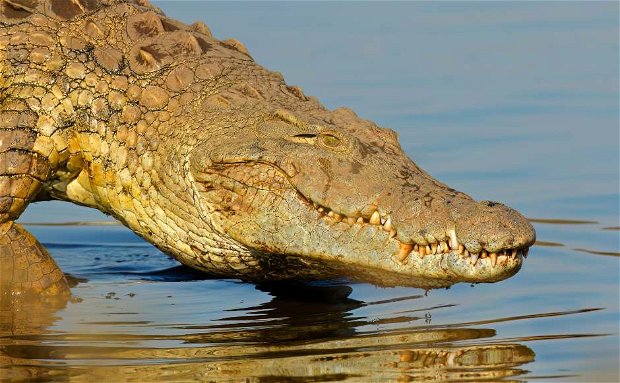 Nile Crocodile waling into water