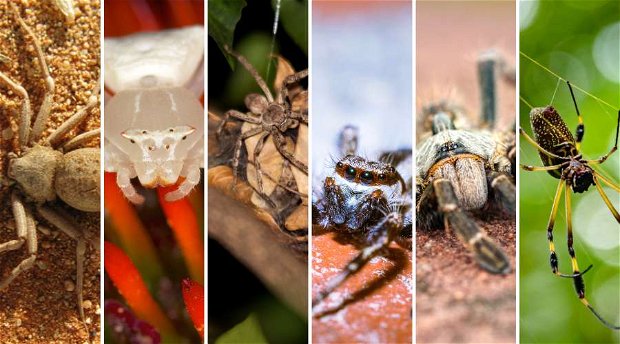 Unveiling the Fascinating Spiders of Kruger National Park