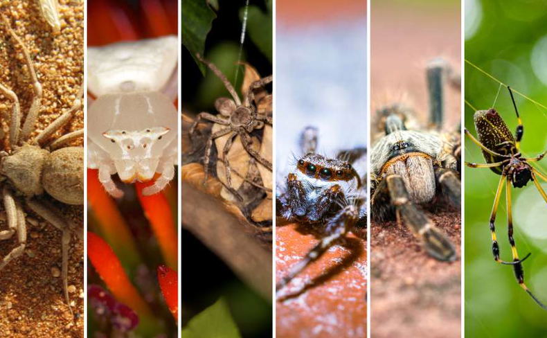 Unveiling the Fascinating Spiders of Kruger National Park Unveiling the Fascinating Spiders of Kruger National Park