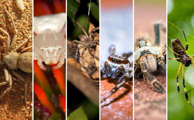 Unveiling the Fascinating Spiders of Kruger National Park Unveiling the Fascinating Spiders of Kruger National Park