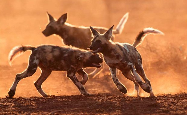 African Wild Dog Pups playing in the sand