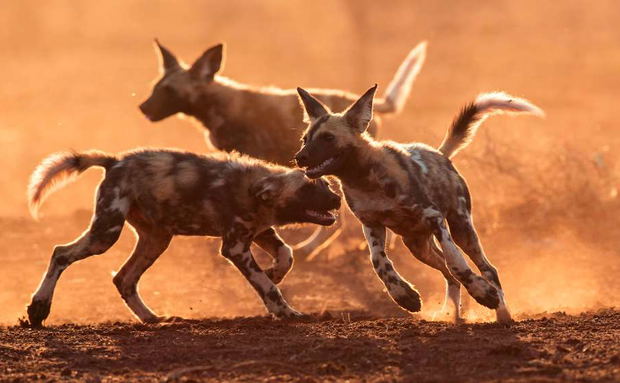 African Wild Dog Pups playing in the sand African Wild Dog Pups playing in the sand