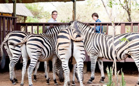 Local Zebras enjoying a morning snack Local Zebras enjoying a morning snack