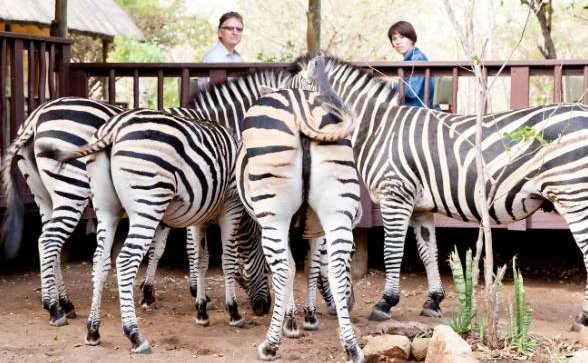 Local Zebras enjoying a morning snack