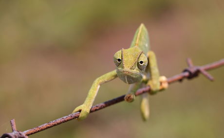 The Masters of Survival-Flap Neck Chameleon