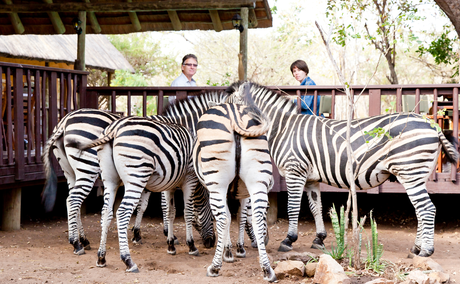 Zebras joining guests at the deck