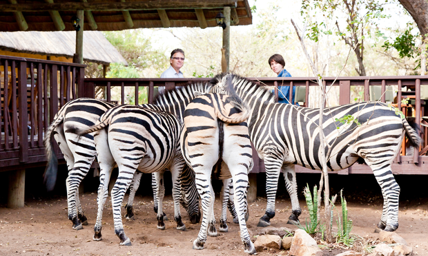 Zebras joining guests at the deck