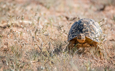 leopard tortoise kruger national park