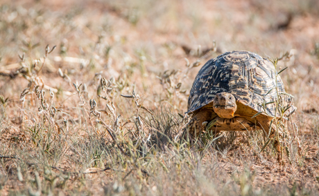 leopard tortoise kruger national park leopard tortoise kruger national park