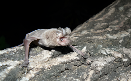 Bats of Kruger National Park