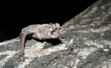 Bats of Kruger National Park Bats of Kruger National Park