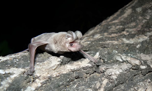 Bats of Kruger National Park