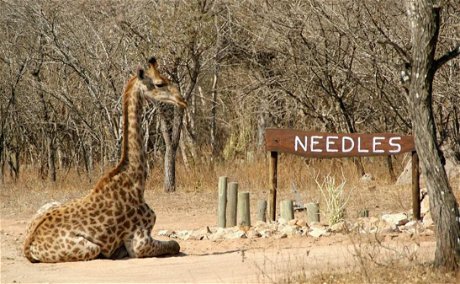 Giraffe lying down in-front of the Needles Lodge Signboard