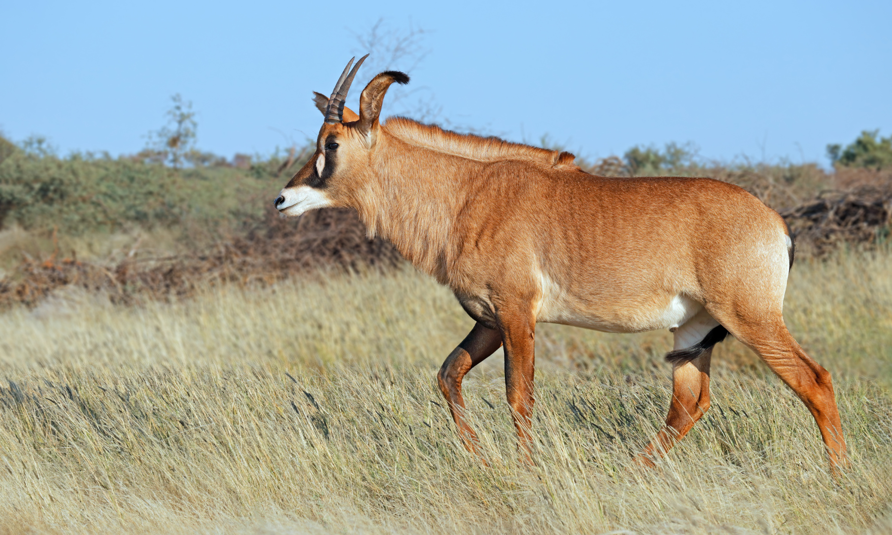 Discover The Elusive Roan Antelope 10 Fascinating Facts Discover The Elusive Roan Antelope 10 Fascinating Facts