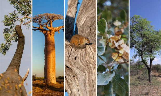 Plant Life in Marloth Park: Marula Tree, Baobab Tree, Fever Tree, Leadwood Tree, Knob Thorn Tree 