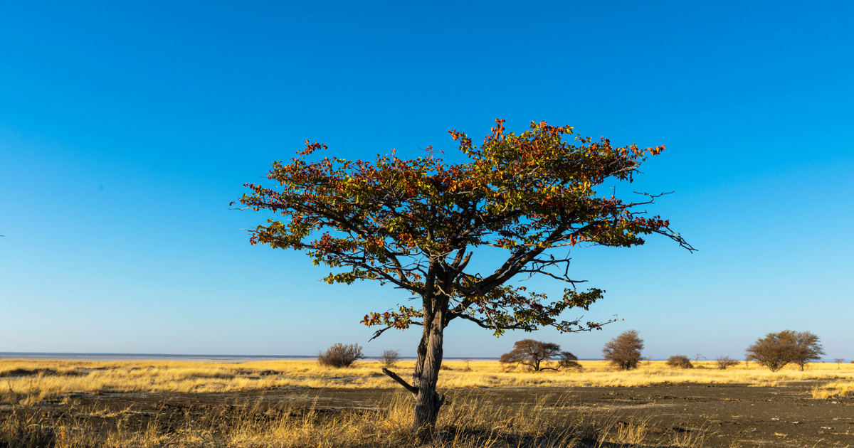 The Mopane Tree: Africa’s Resilient Giant Sustaining Wildlife & Culture