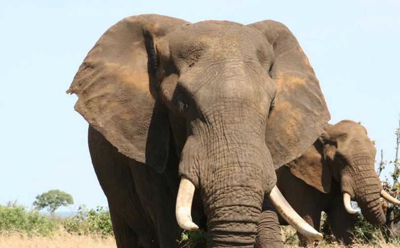 African Elephants African Elephants