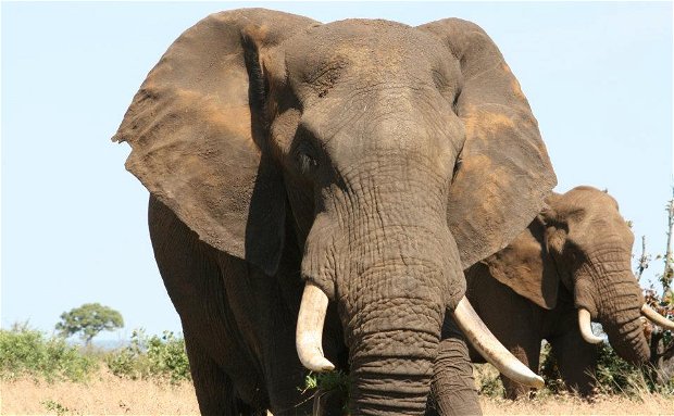 African Elephants African Elephants