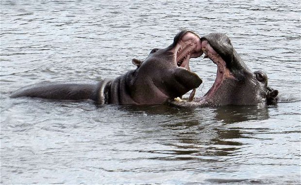 Hippos Play fighting
