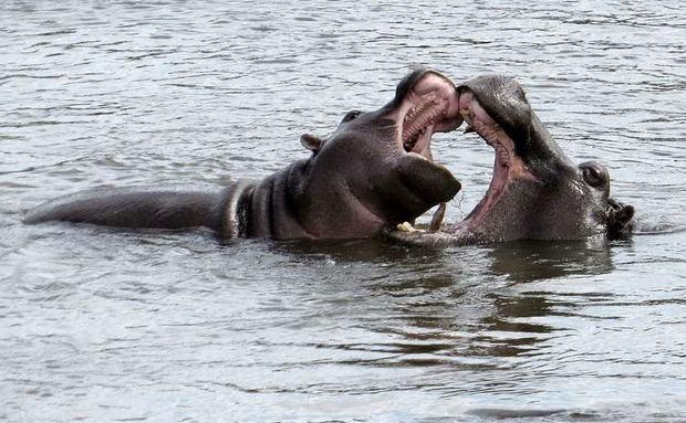 Hippos Play fighting Hippos Play fighting