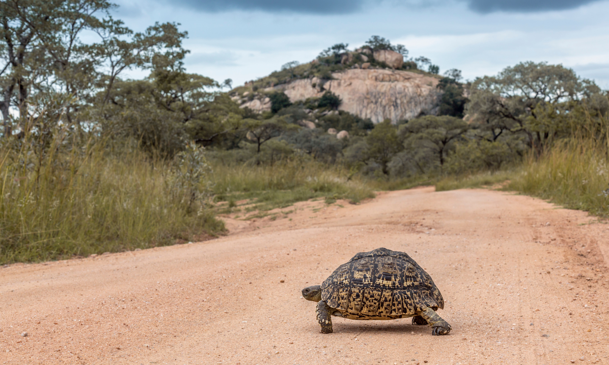 Leopard Tortoise: Amazing Facts & Survival Secrets from the African Bush