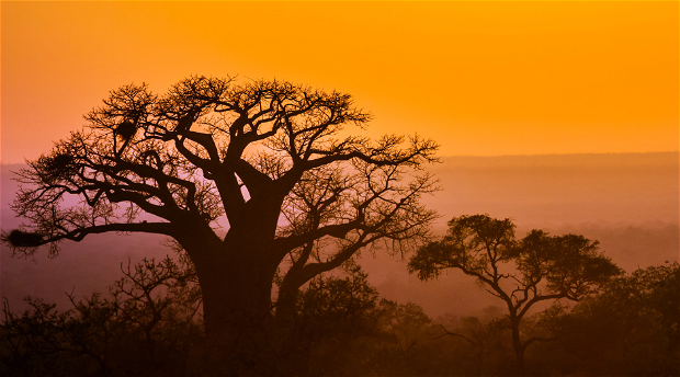 Baobab Tree in Kruger National Park at Sunset