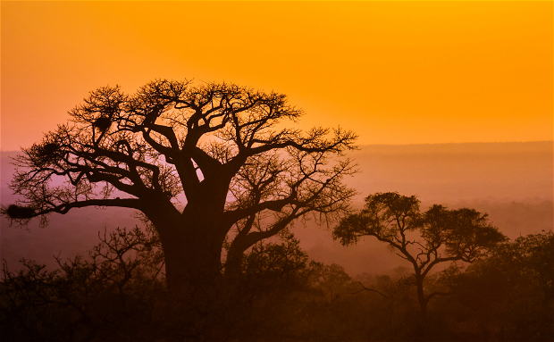 Baobab Tree in Kruger National Park at Sunset