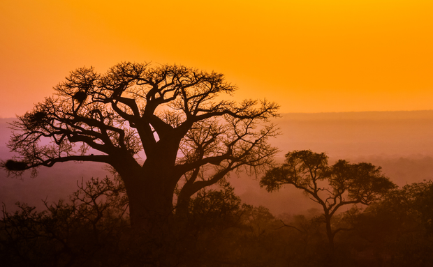 Baobab Tree in Kruger National Park at Sunset Baobab Tree in Kruger National Park at Sunset