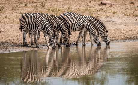 Zebras at a watering hole in Kruger National Park