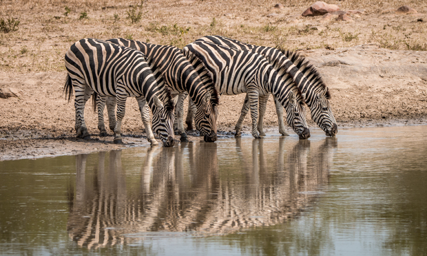 Zebras at a watering hole in Kruger National Park