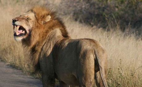 Male Lion growing