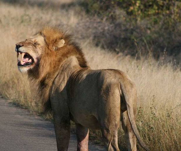 Male Lion growing