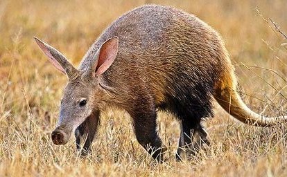 Aardvark in the bush.