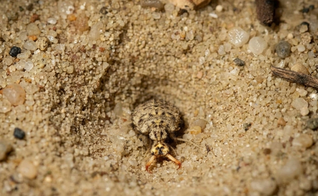 Antlion immerging from den