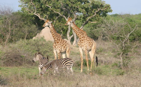 Zebras and Giraffes in Kruger National Park