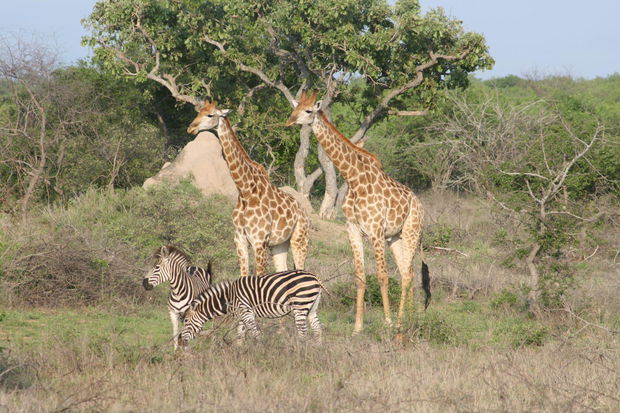 Zebras and Giraffes in Kruger National Park