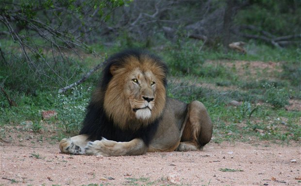 African Lion African Lion