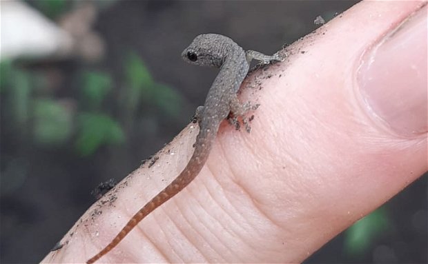 Gekos, amazing creatures of our natural world Gekos, amazing creatures of our natural world