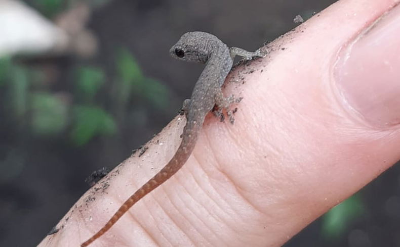 Gekos, amazing creatures of our natural world Gekos, amazing creatures of our natural world