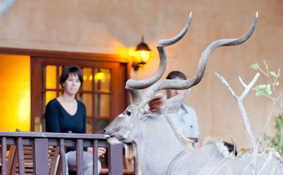 Three night safari package Kruger Park