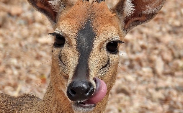 common duiker