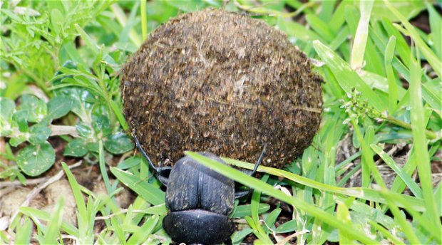Dung beetle rolling a dung ball.