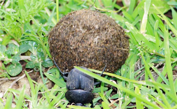 Dung beetle rolling a dung ball.