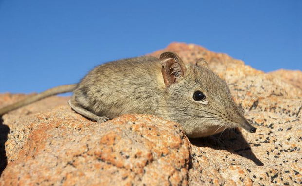 Eastern Rock Elephant Shrew